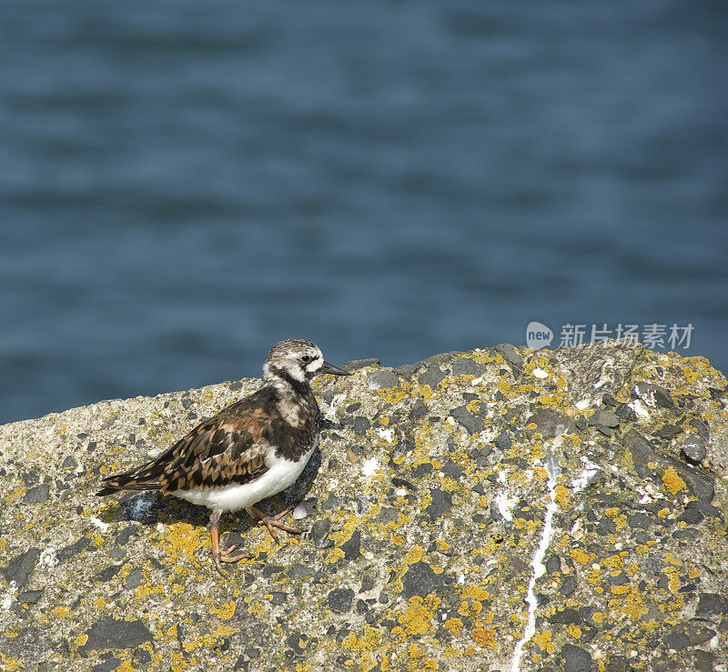 Turnstone (Arenaria解释)部分在冬季羽毛